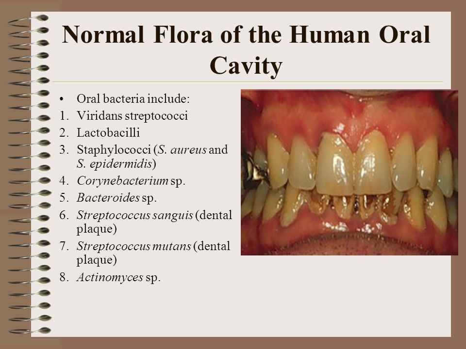 microbial flora of oral cavityको लागि तस्बिर परिणाम