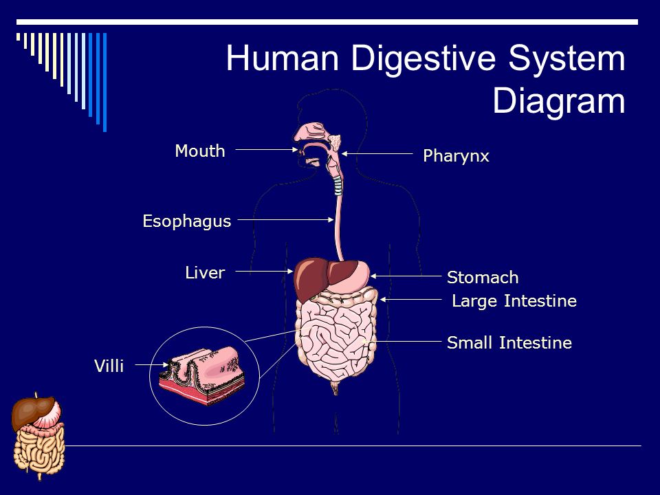 DIGESTION ANIMATIONS - ppt download