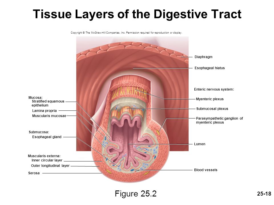 Chapter 25 Lecture PowerPoint The Digestive System - ppt download