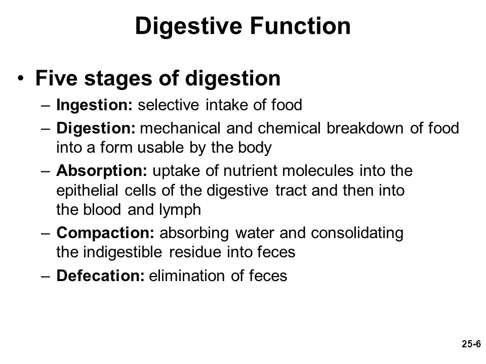 How Digestion Works: 5 Stages of Human Digestion - Owlcation