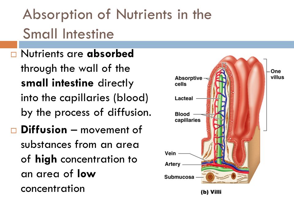 Nutrient Absorption. - ppt video online download
