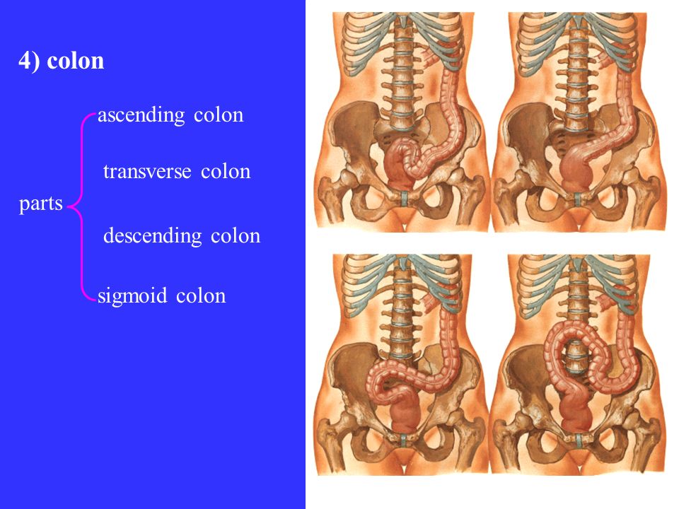 4) colon ascending colon transverse colon parts descending colon