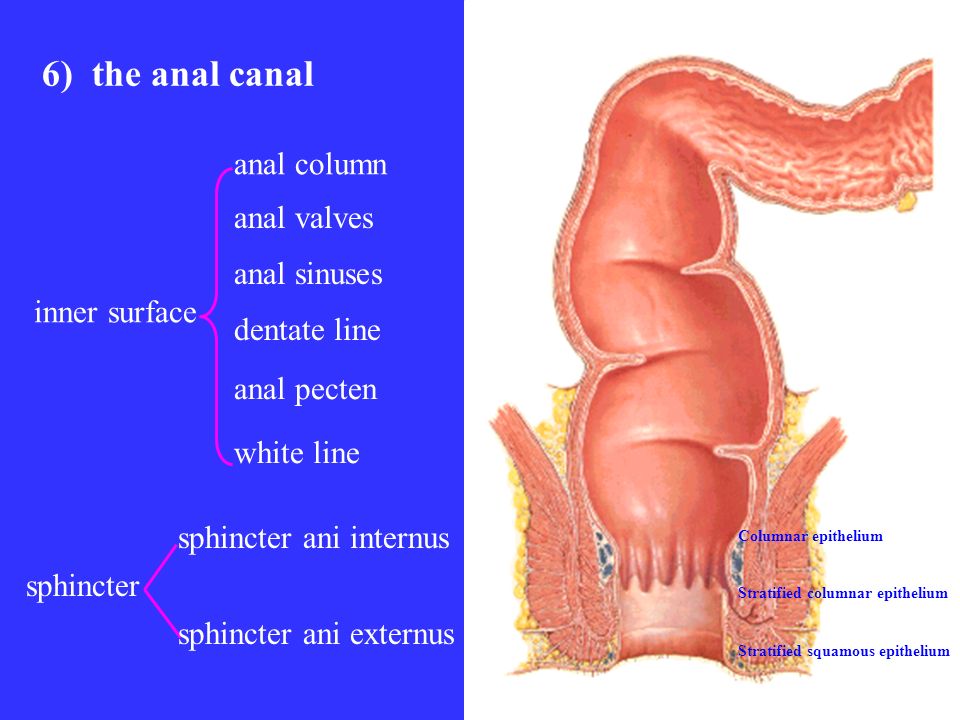 6) the anal canal anal column anal valves anal sinuses inner surface