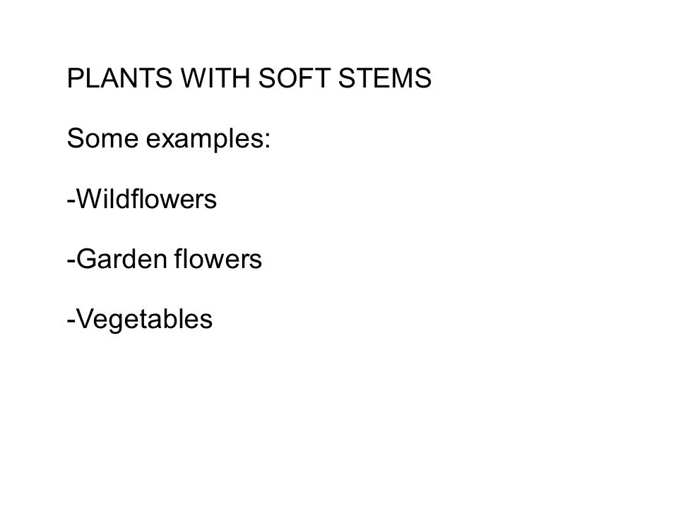 PLANTS WITH SOFT STEMS Some examples: -Wildflowers -Garden flowers -Vegetables