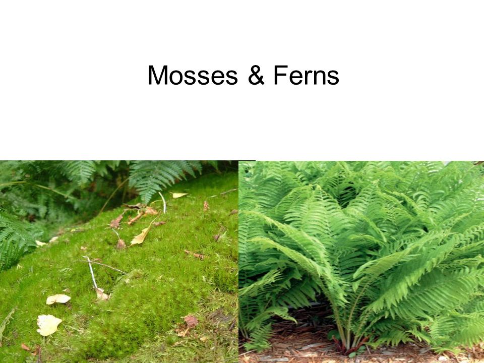 Mosses & Ferns