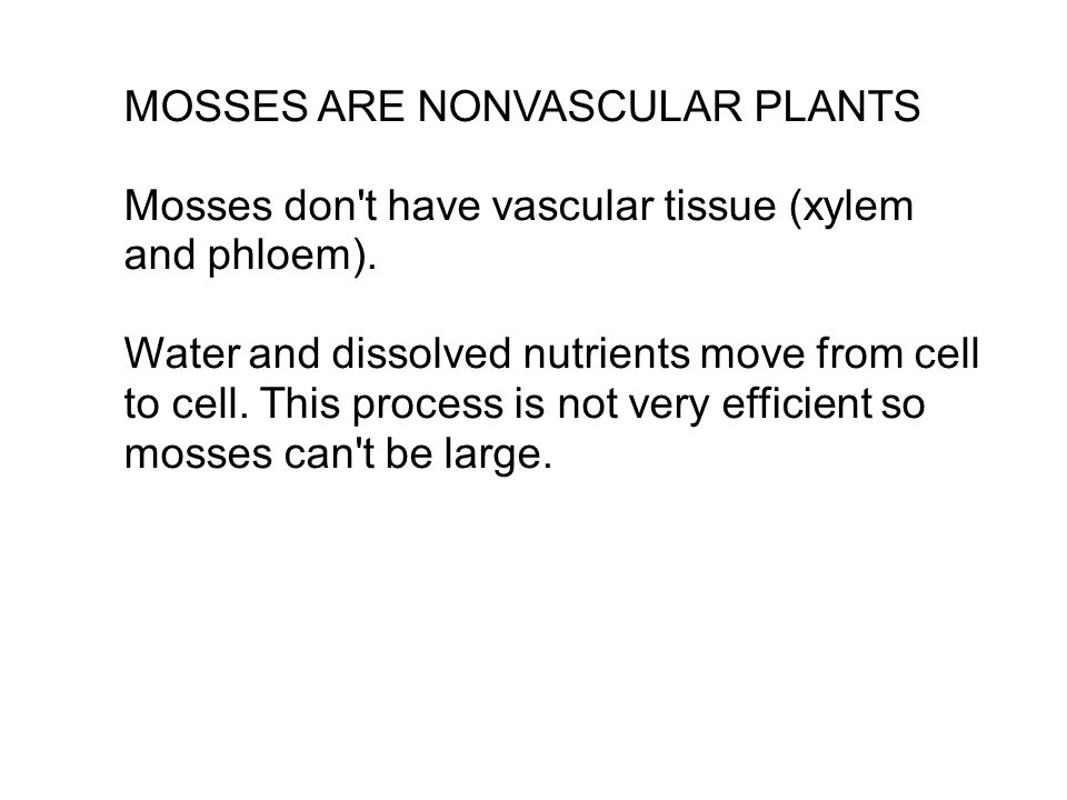 MOSSES ARE NONVASCULAR PLANTS