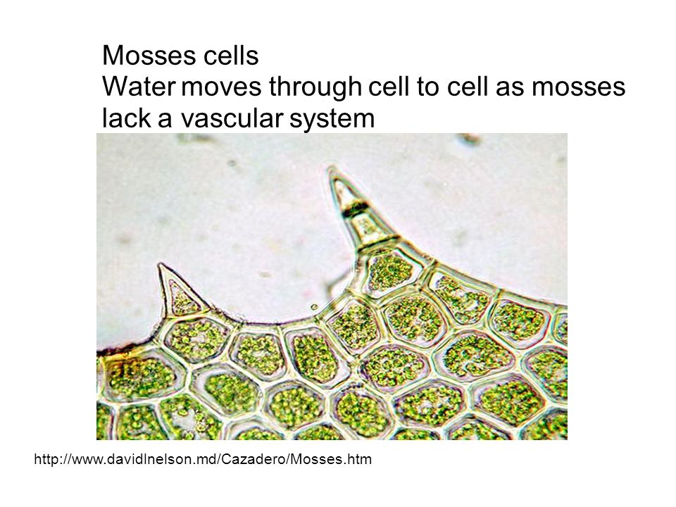 Water moves through cell to cell as mosses lack a vascular system