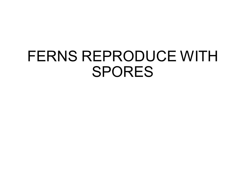 FERNS REPRODUCE WITH SPORES