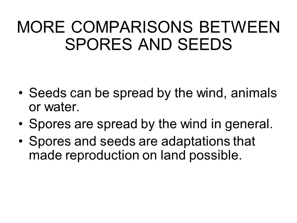 MORE COMPARISONS BETWEEN SPORES AND SEEDS