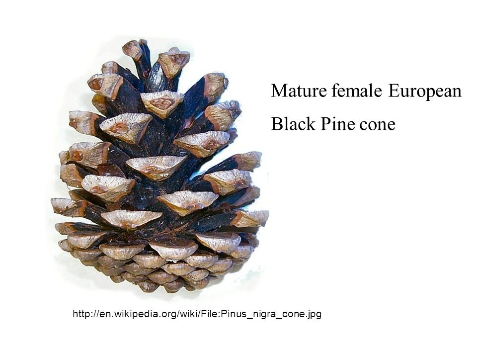 Mature female European Black Pine cone