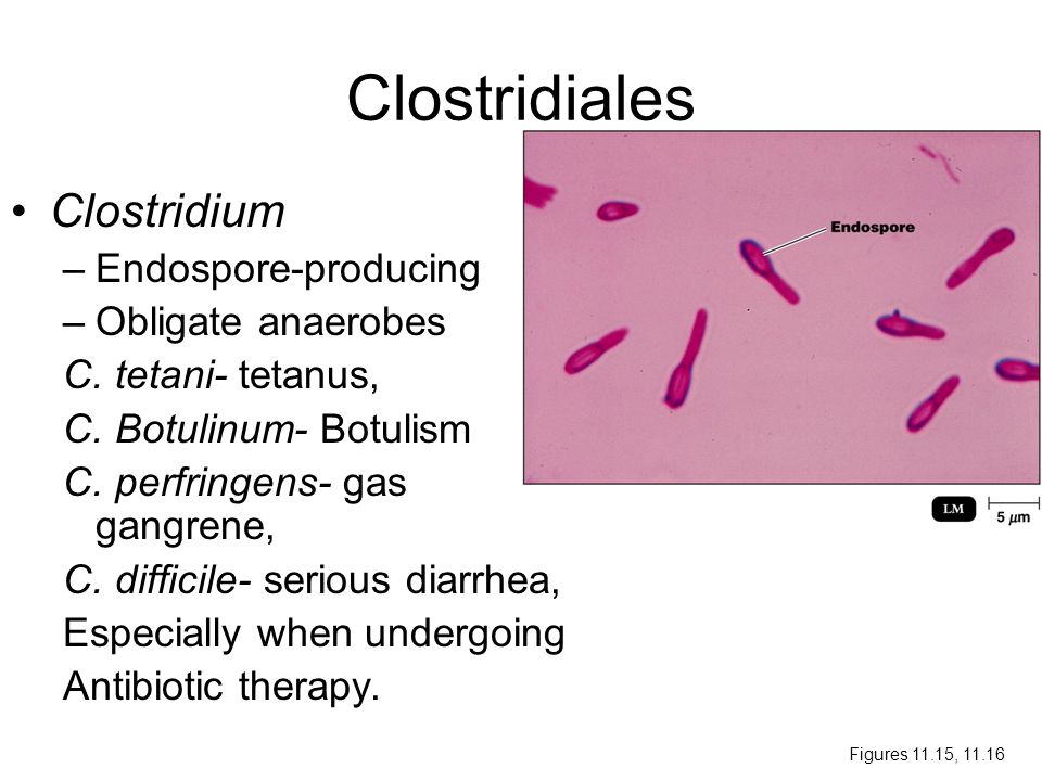 Кластридии. Clostridium perfringens микробиология. Клостридия ботулинум. Клостридии таксономия микробиология.