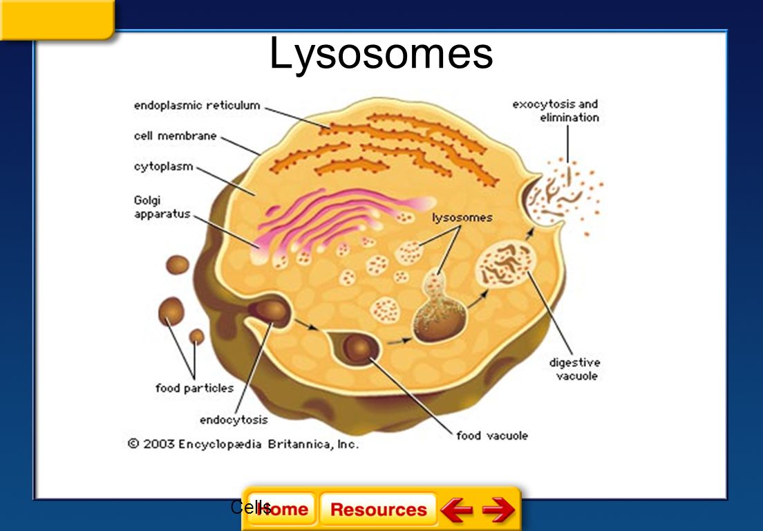 Лизосома информация. Лизосомы. Схема строения лизосомы рисунок. Структура лизосомы. Строение лизосомы клетки.