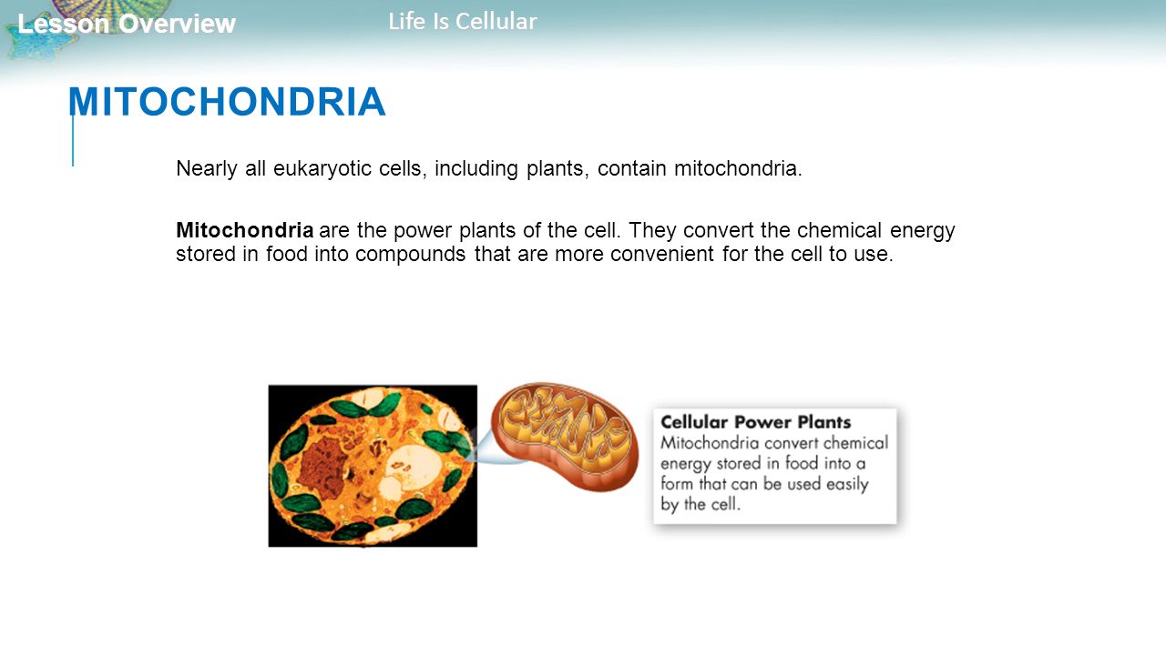 Biology Unit 4 Cell Structure And Function Ppt Download