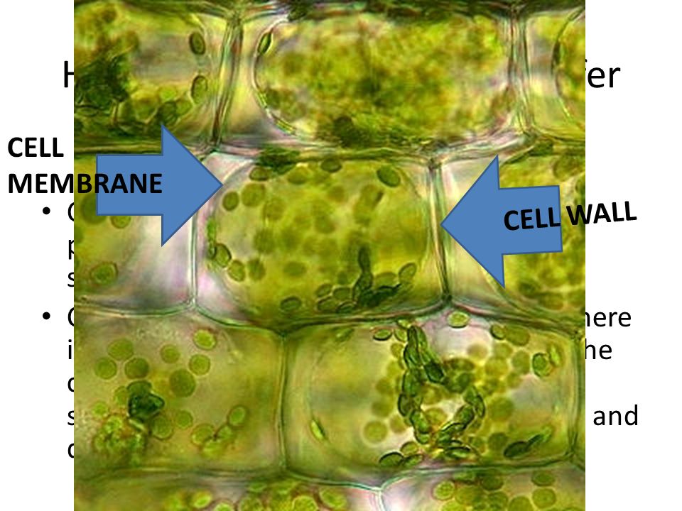 Особенности внутреннего строения элодеи. Лист элодеи клеточная стенка. Cell Wall and Cell membrane. Элодея фотосинтез. Хлорелла клеточная стенка.
