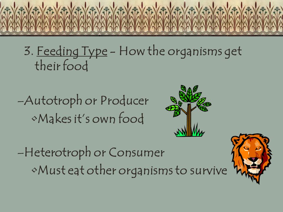 3. Feeding Type - How the organisms get their food