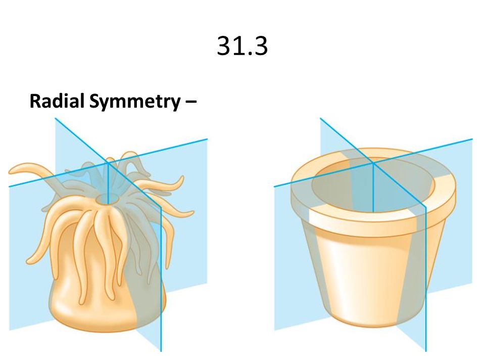 Радиальная симметрия диффузная нервная система анаэробное. Радиальная симметрия кишечнополостных. Лучевая симметрия тела у кишечнополостных. Радиальная симметрия тела у кишечнополостных. Лучевая и радиальная симметрия.