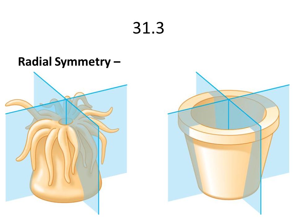 Радиальные животные. Радиальная симметрия кишечнополостных. Лучевая симметрия e rbitxyjgjkjcnys[. Лучевая и радиальная симметрия. Радиальная симметрия тела у кишечнополостных.