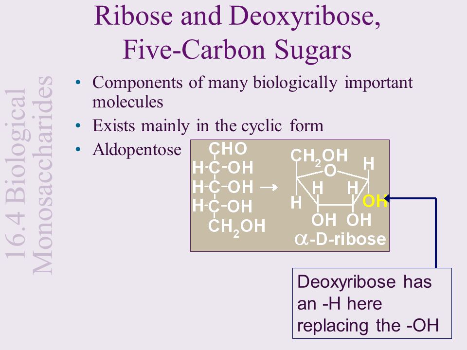 Ribose and Deoxyribose, Five-Carbon Sugars
