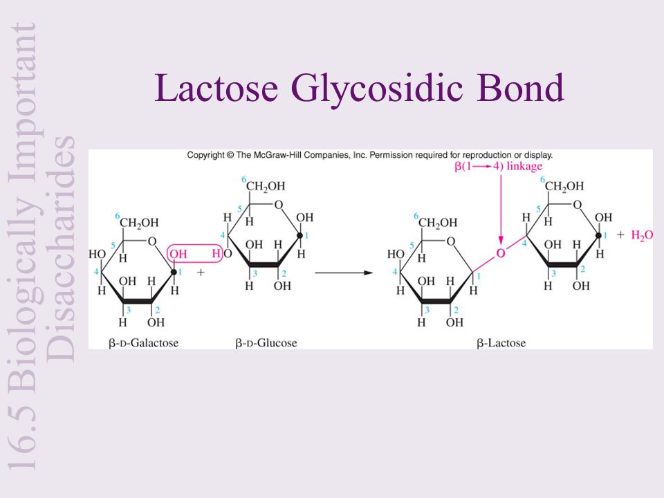 Lactose Glycosidic Bond