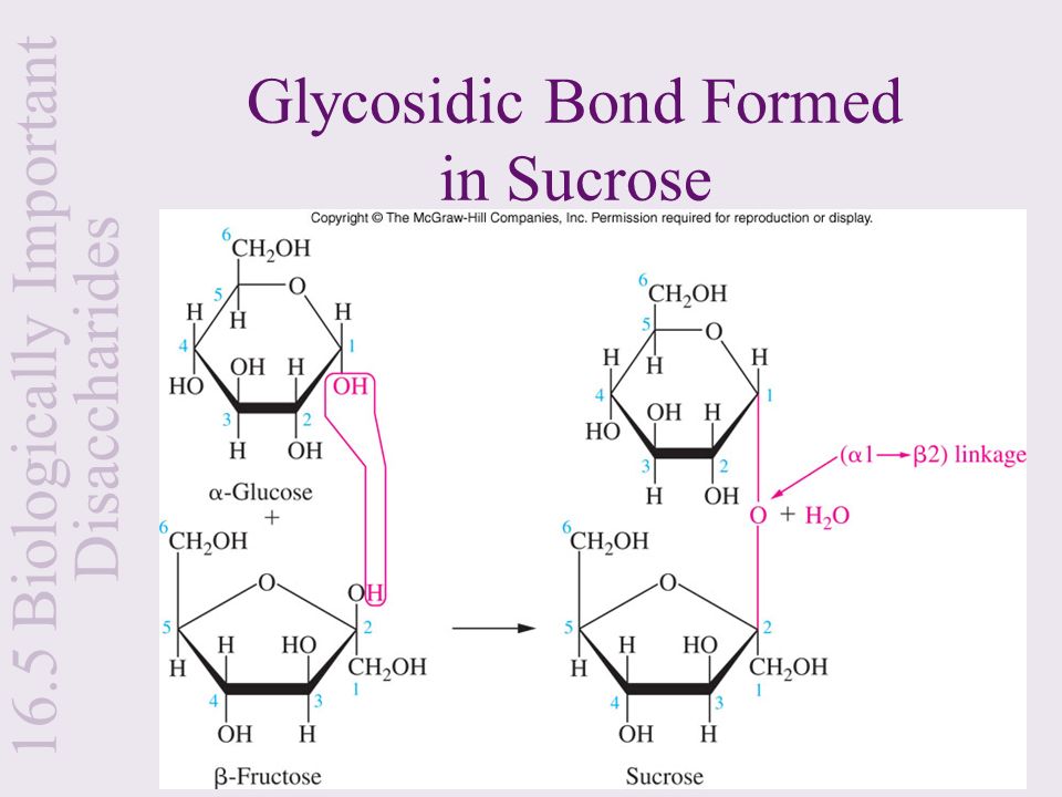 Glycosidic Bond Formed in Sucrose