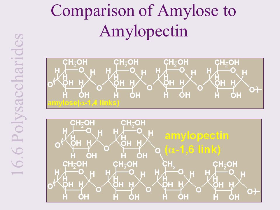 Comparison of Amylose to Amylopectin