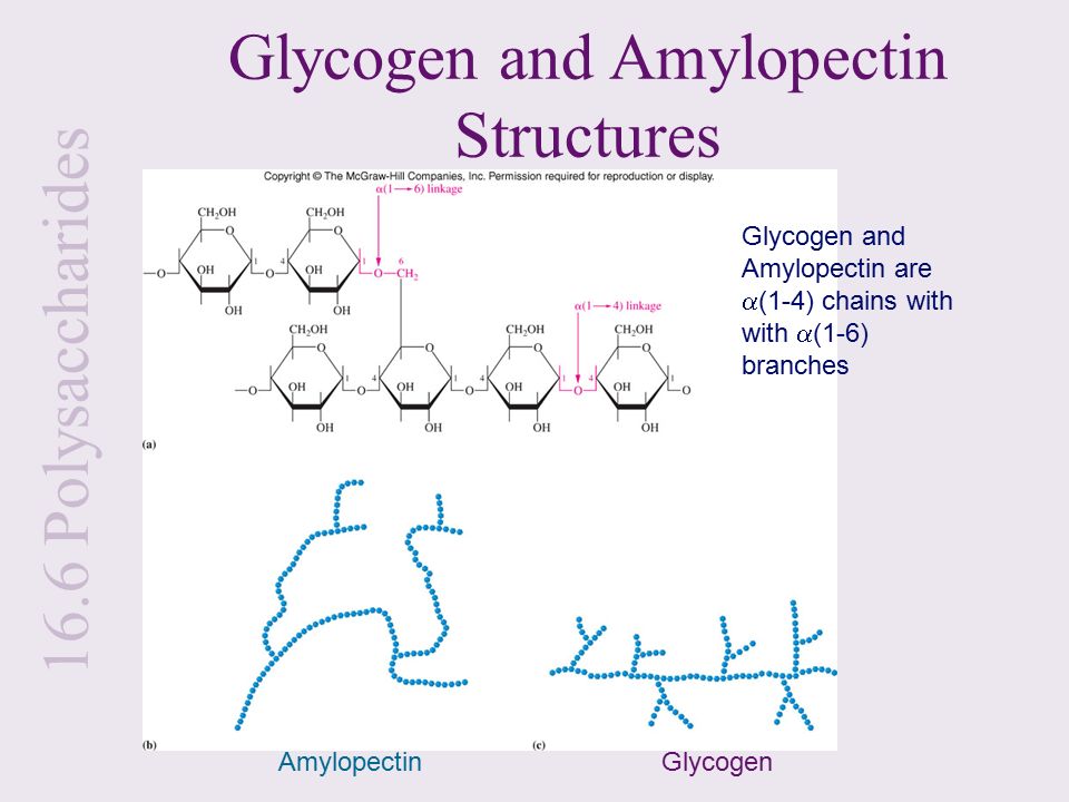 Glycogen and Amylopectin Structures