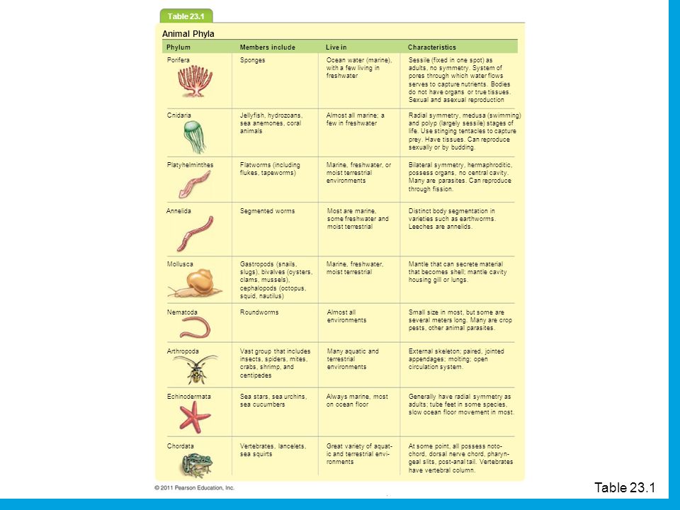 Animal Phylum Characteristics Chart