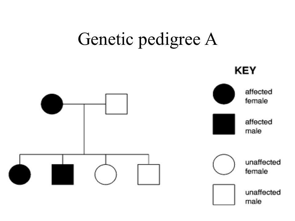 Genetic pedigree A.