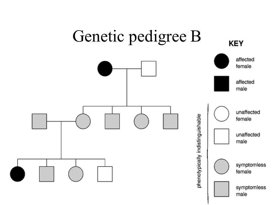 Genetic pedigree B.