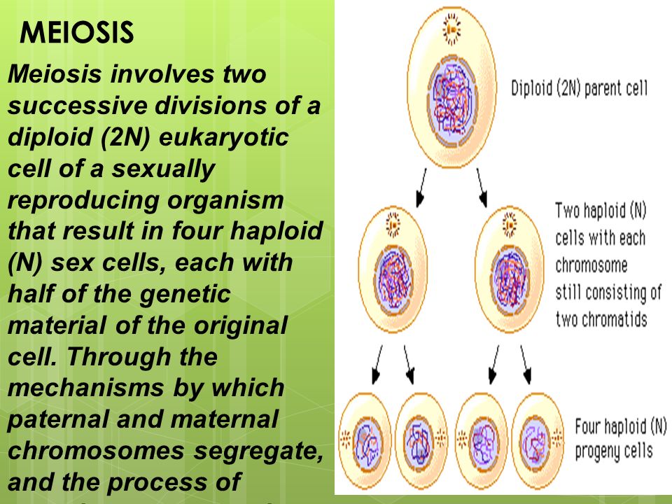 Sexual Reproduction And Meiosis Flashcards