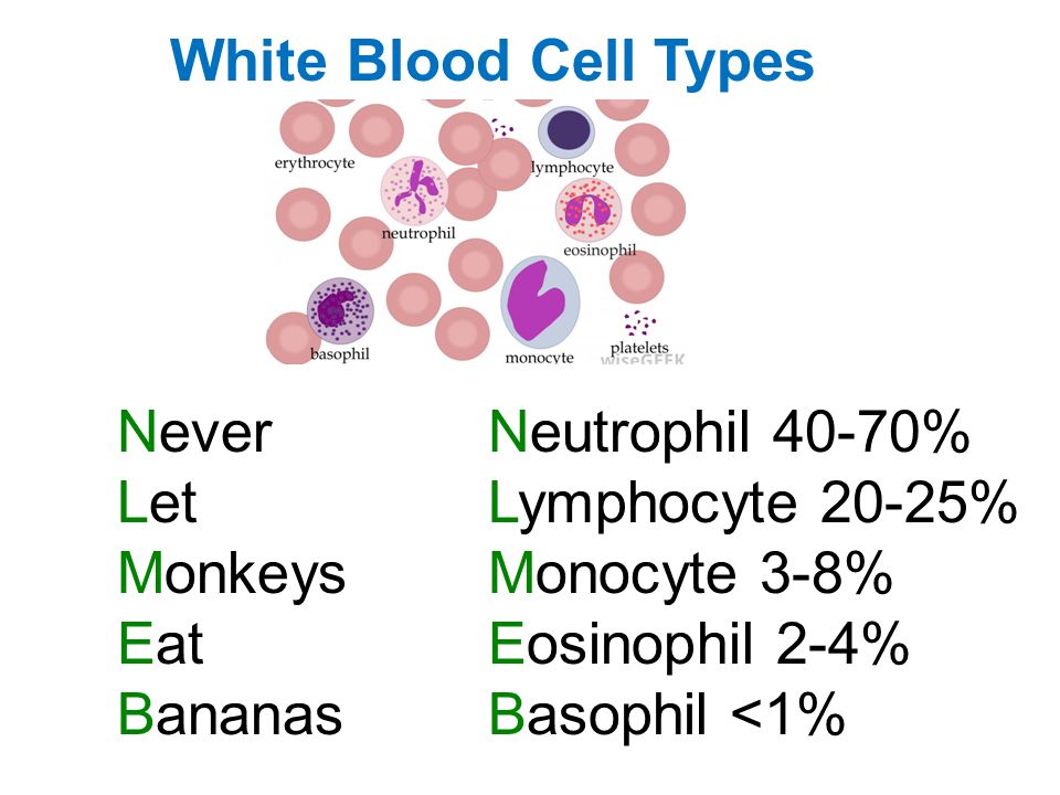 Тест клетки крови. Blood Cells Types. The function of White Blood Cells. Types of White Blood Cells. Types of leukocytes.
