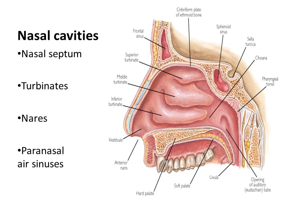 Полость носа выстлана