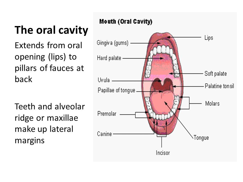 LCSC06 Biological Sciences Head & Neck 2 Oral & Pharyngeal Structures