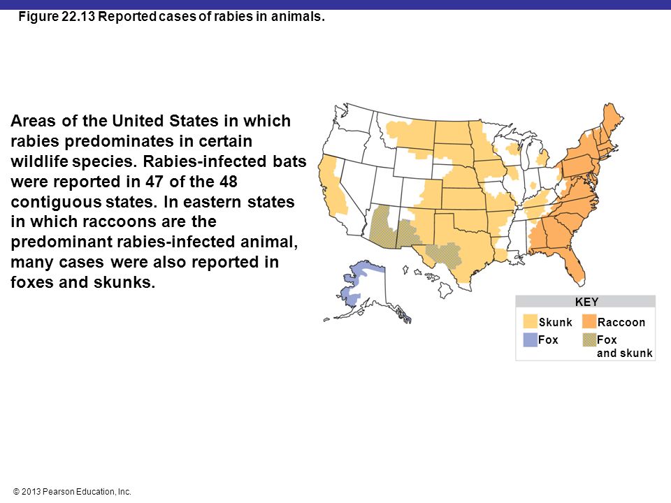 Figure Reported cases of rabies in animals.