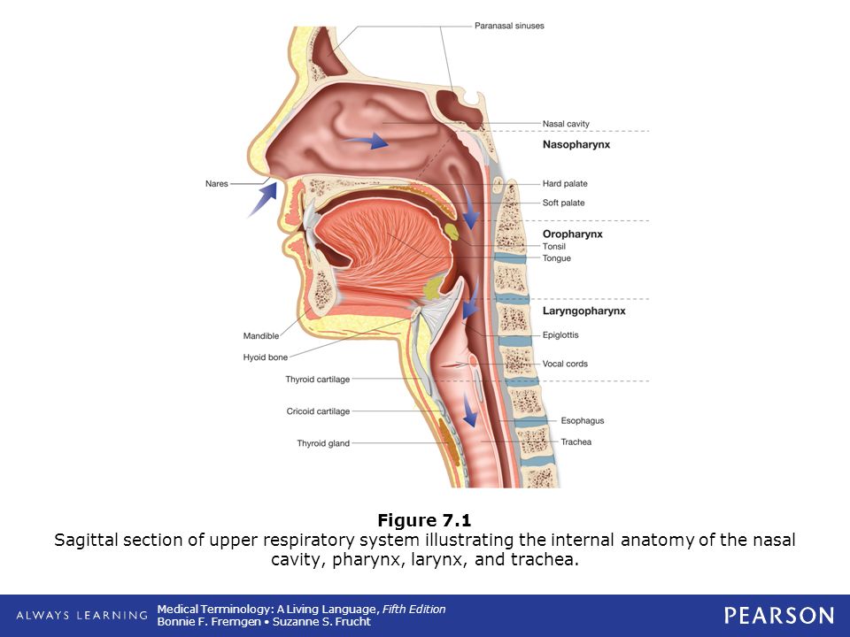 7 Respiratory System Ppt Download