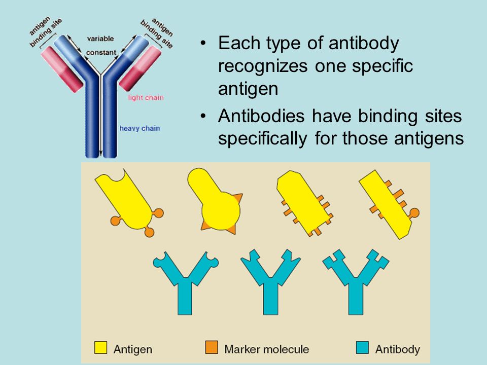 Each type of antibody recognizes one specific antigen