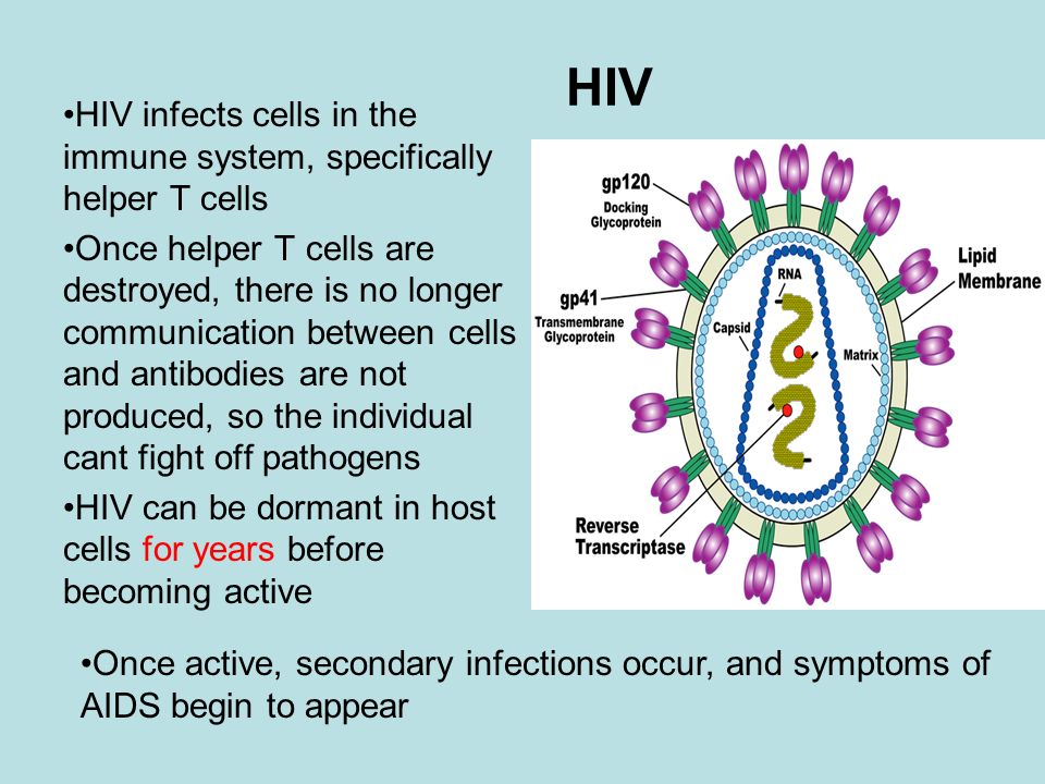 HIV HIV infects cells in the immune system, specifically helper T cells.