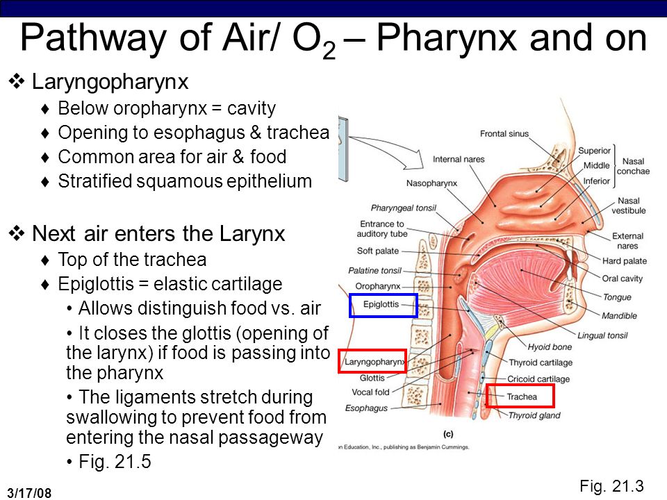 Pathway Of Air O2 Nose External Nares Nasal Cavity Internal Nares Pharynx Nasopharynx Oropharynx Laryngopharynx Larynx Epiglottis Larynx Ppt Video Online Download