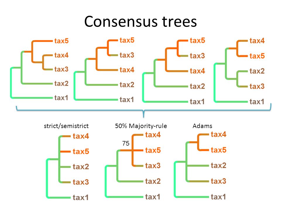 Majority-rule consensus tree reconstructed through BI based on the