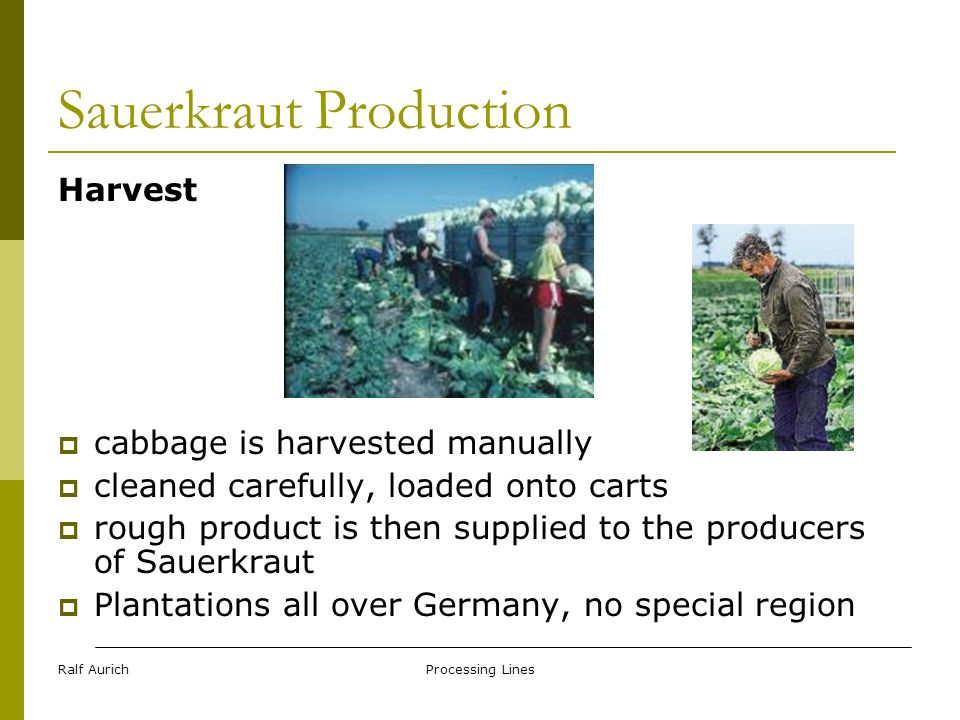 Sauerkraut Production