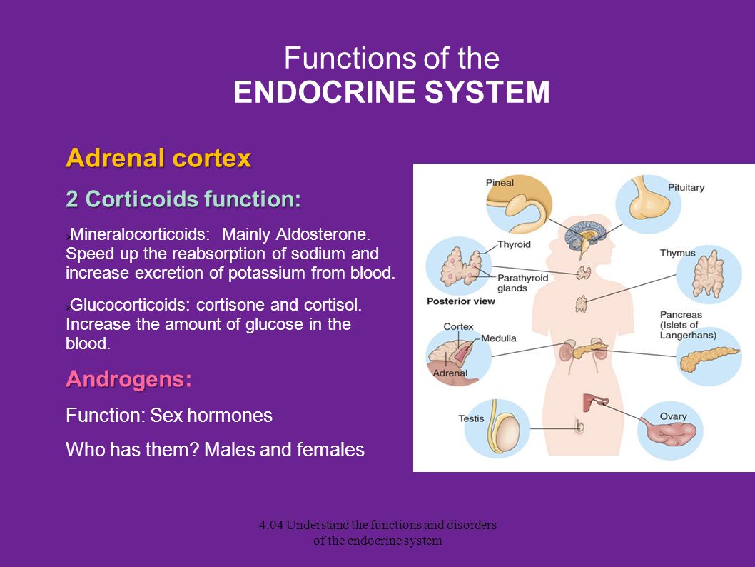 Функция system. Endocrine System functions. What is the Endocrine System. What does the Endocrine System do?. Endocrine function of the Thymus.