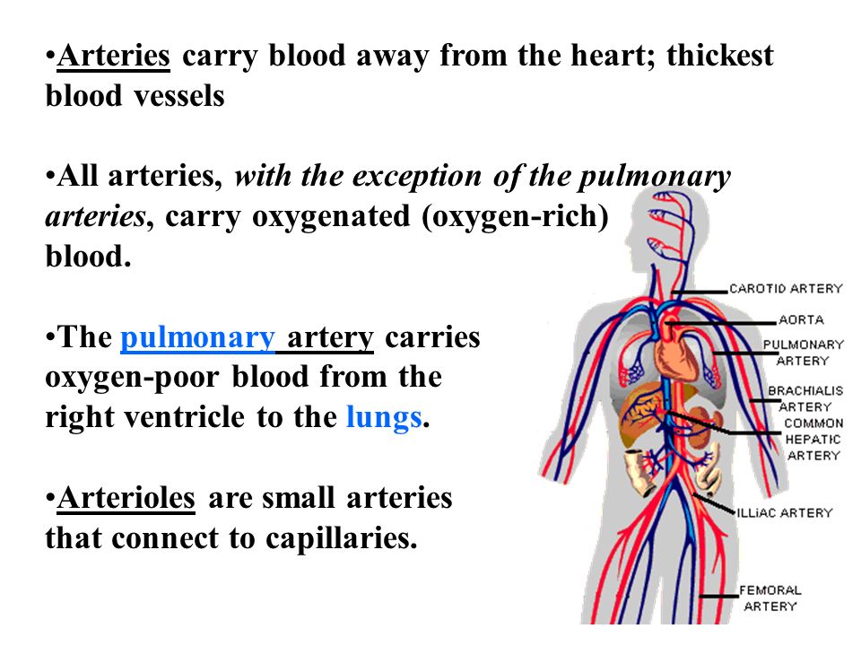 The Cardiovascular System - ppt video online download