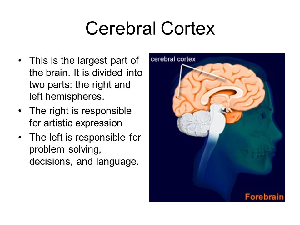 Esl brains. Cerebral Cortex. Left and right Parts of the Brain. Divided Brains. Your amazing Brain.