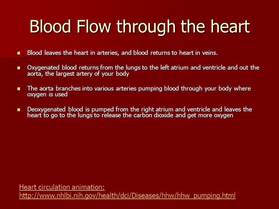 Blood Flow through the heart