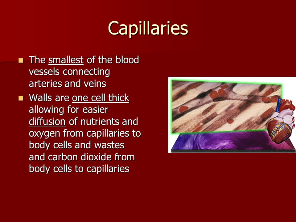 Capillaries The smallest of the blood vessels connecting arteries and veins.