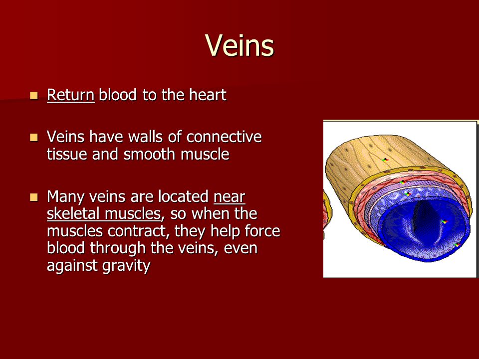 Veins Return blood to the heart