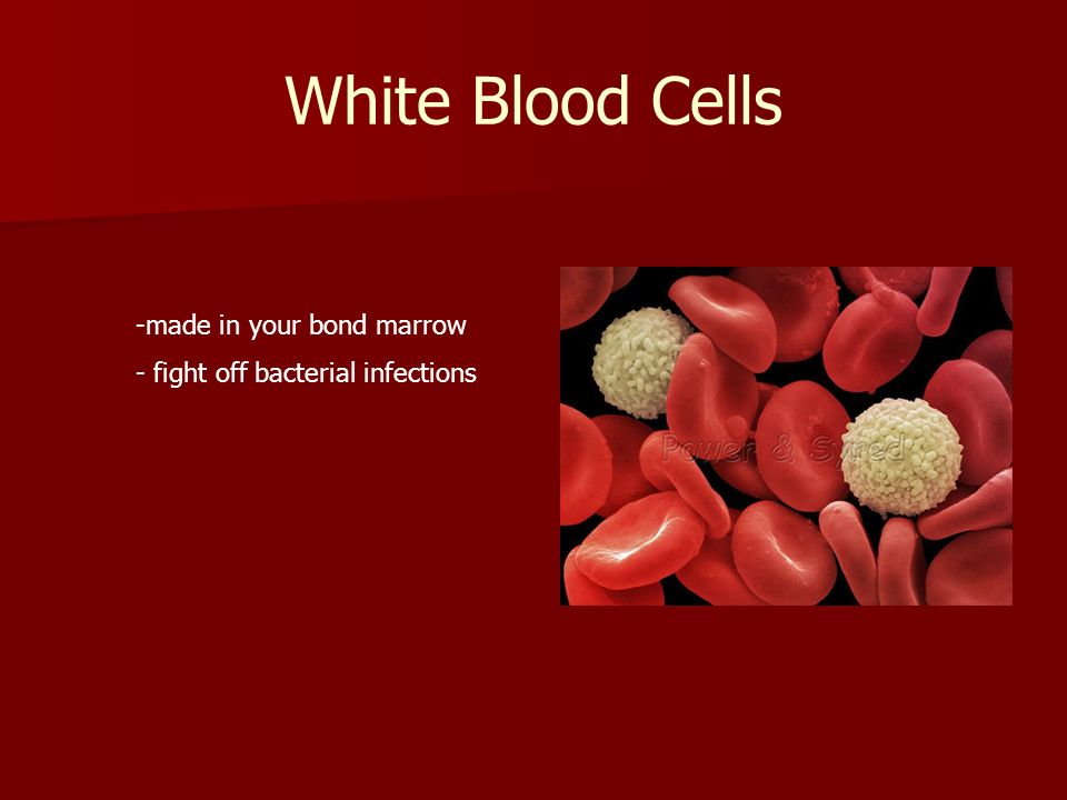 White Blood Cells made in your bond marrow