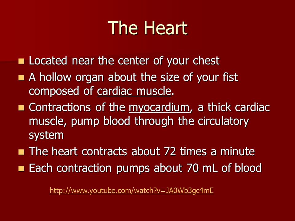 The Heart Located near the center of your chest