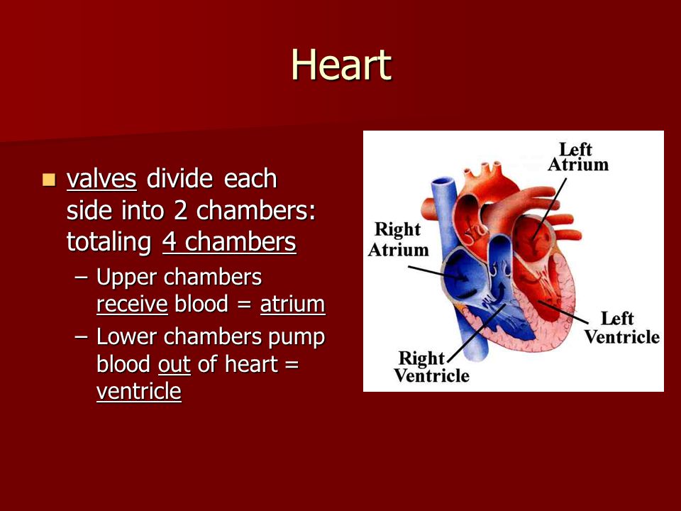 Heart valves divide each side into 2 chambers: totaling 4 chambers