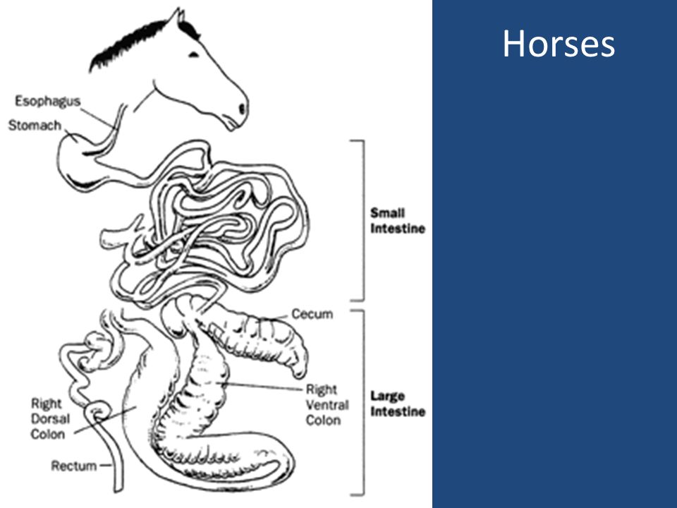 Слепая кишка у животных. Система пищеварения лошади схема. Тонкий кишечник анатомия животных. Желудочно-кишечный тракт лошади. Анатомия пищеварительной системы лошади схема.